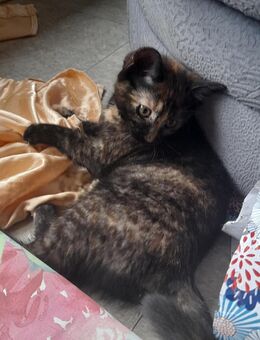 Junge Katze in liebevolle zuhause Abzugeben - Albisheim (Pfrimm)