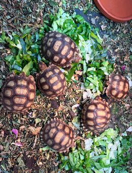 Spornschildkröten - Sulcata - Dresden