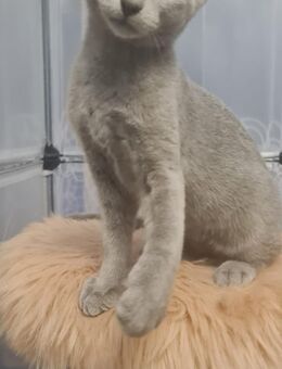 Russisch Blau Kitten - Reichartshausen