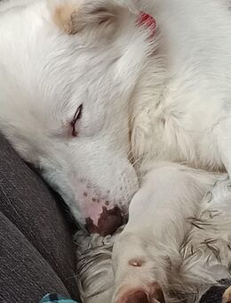 Rüde kastriert sehr süß 😊 - Ratzeburg