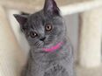 Reinrassige BKH Kitten abzugeben. Nur 2 frei!!! in 52349