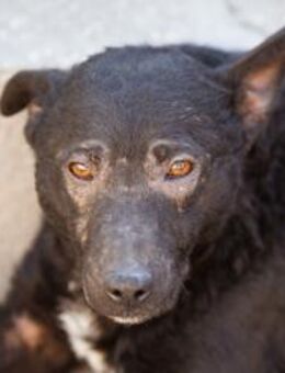 Archie 💗 so froher, aktiver Hundebub - Hamburg