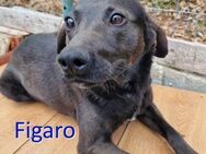 FIGARO ❤ sucht Zuhause oder Pflegestelle - Langenhagen