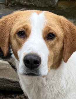 Laola, geb. ca. 05/2024, GRIECHENLAND - Markdorf