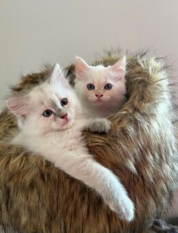 Traumhafte Neva Masquarade Kitten suchen liebevolle Familien - Nienburg (Weser)