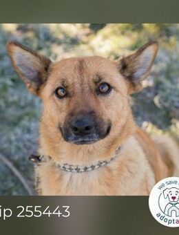 Chip 255443 sucht ein Zuhause - Kirchzell