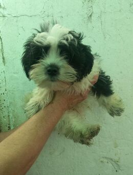 Elvis PP Malteserjunge wünscht Zuhause - Neustadt (Rübenberge)