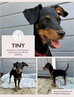 Tiny: Jung, klug & voller Energie - Brühl (Nordrhein-Westfalen)