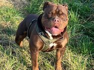 Old English Bulldogge mit Herz sucht liebevolles Zuhause - Hildesheim