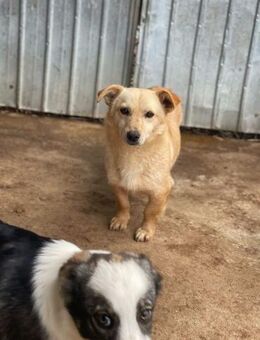 Sanfter YELLOW sucht liebe Familie - Neuberg