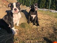 Old english Bulldog Welpen, OEB Welpen , old english Bulldog - Breddin