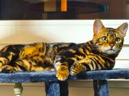 Bengal Katze sucht neues Zuhause - Berlin Lichtenberg