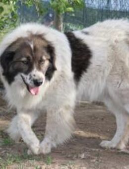 Hilda, die große sucht ein Zuhause - München