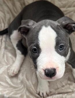 🐾 Welpe – American Bully Mix – Erstgeborene „Alpha Tier“ 🐶💖 - Hanau (Brüder-Grimm-Stadt)