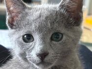 Russisch Blau Katzen amerikanisch Rassekatze mit Stammbaum - Sprockhövel