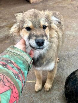 Lilly ist unglaublich schön ❤️🐾 - Großefehn