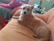Hund umständehalber abzugebenDas - Essen