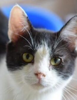 JOY-freundlicher, fröhlicher Jung-Kater - Rösrath