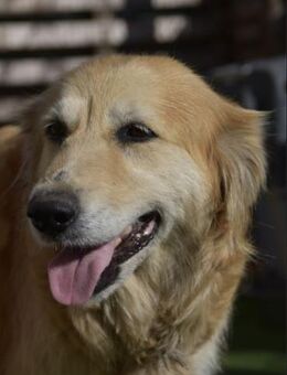 ROMA - Traumhündin sucht Traumzuhause ❤️ - Neudenau