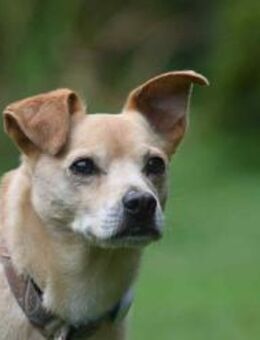 Kodi - ein ganz besonderer Hund - Rheine