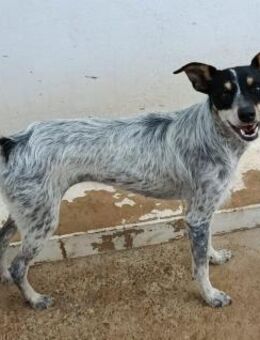 kleine, zarte und sensible Hundeseele - Tübingen