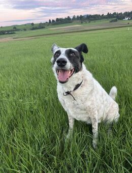 Smilla sucht ein neues Zuhause - Blankenheim (Nordrhein-Westfalen)