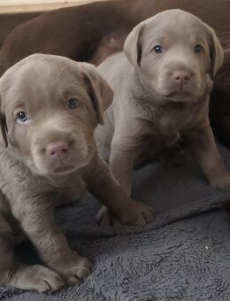 Labrador Welpen (silber) - Neuhof (Hessen)
