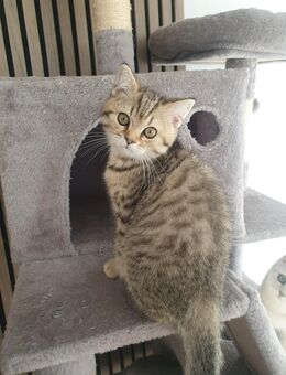5 Reinrassige BKH Kitten tabby silver shaded - Heiligenhaus