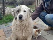 Welpenkind Lana sucht ein Zuhause - München