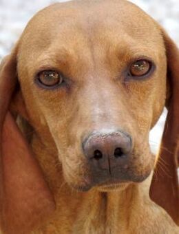 Haley 2 -sehr schüchtern,kennt nichts- - Oldenburg