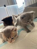 Britisch Kurzhaar Katze in 33813