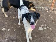 💓Liebe Hundeseele Hope 🐾 - Eislingen (Fils)