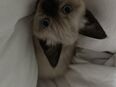 Siam Katzen in 96472