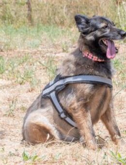 Luna hofft auf ein schoenes Zuhause - Brunstorf