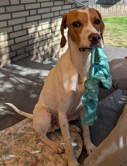 PLUTO - Zuckerschnute sucht Zuhause 💖 - Neudenau