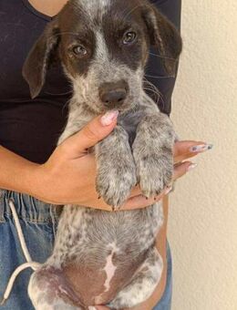 Sandra, Familienanschluss gesucht - Bad Vilbel