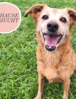 Zarte RENY sucht Zuhause ❤️ - Saarbrücken