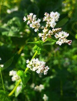 Echter Buchweizen Samen Heilwirkung Honig Bienen Buchweitzen Heilpflanze Nutzpflanze Buchweizensamen seed Saatgut insektenfreundlich garden Blumensamen essbar flower seeds Geschenk flower present SWR Ostern Blumenwiese - Pfedelbach
