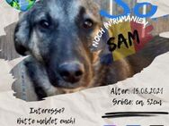SAM - liebt seine große Familie - Waakirchen