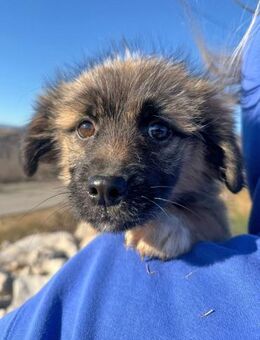 Caddie sucht ein liebevolles Zuhause - München