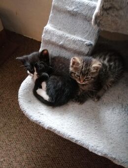 3 süße Katzenkinder - Menschen mit einem Herz für Tiere gesucht - Beetzseeheide