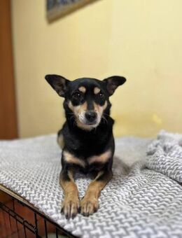 Amica sucht auch noch ihre Menschen - Schwerte (Hansestadt an der Ruhr)