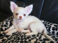 Verkaufe: Ein verschmusten Langhaar Chihuahua Rüde ist noch zu haben. Er hat schöne Bernstein Augen. - Berlin