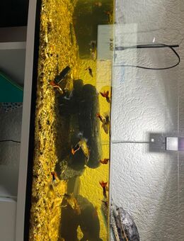 Wasserschildkröten zuverkaufen - Wadgassen