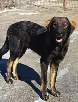 Bertie 💗 so froher, lieber Hundebub - Hamburg