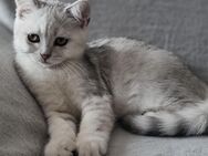 Britisch Kurzhaar Katze (jung) BKH - Kevelaer