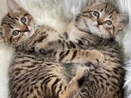 Super süße Bkh Tabby Mix Kitten Katzenbabys abzugeben - Neunkirchen-Seelscheid