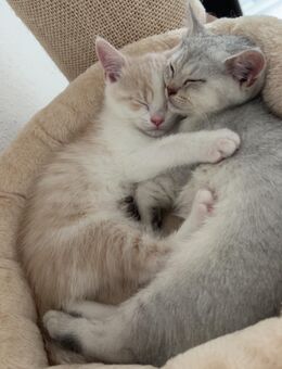 BKH-Kater suchen neues liebevolles Zuhause - Koblenz