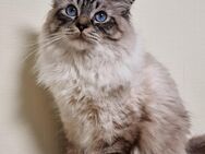 Wunderschöner reinrassiger Heilige Birma Deckkater - Beckum