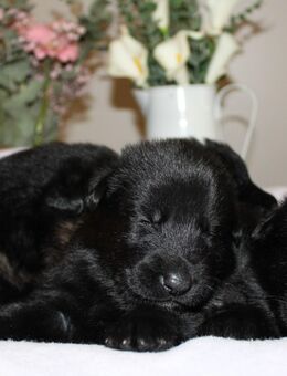 SCHWARZE Schäferhundwelpen - Gelsenkirchen